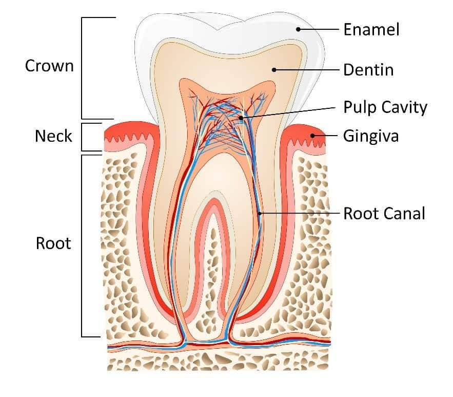 Endodontic terms